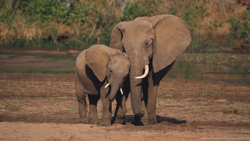 30_Beautiful_Animal_of_the_World_HD_Wallpapers__SET_1 2.jpg_animals wallpaper 59.jpg