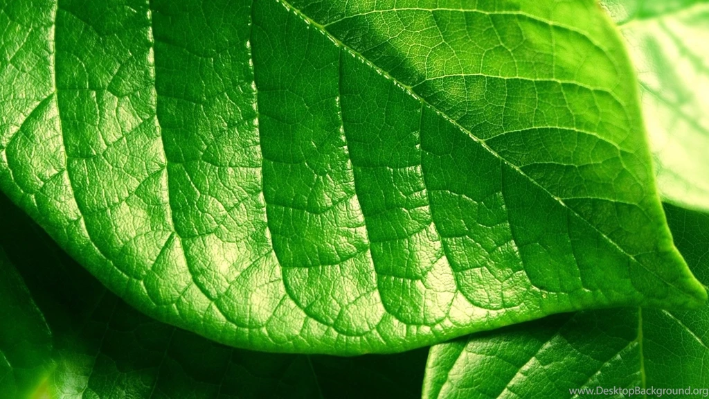 Leaf Pictures Wallpapers