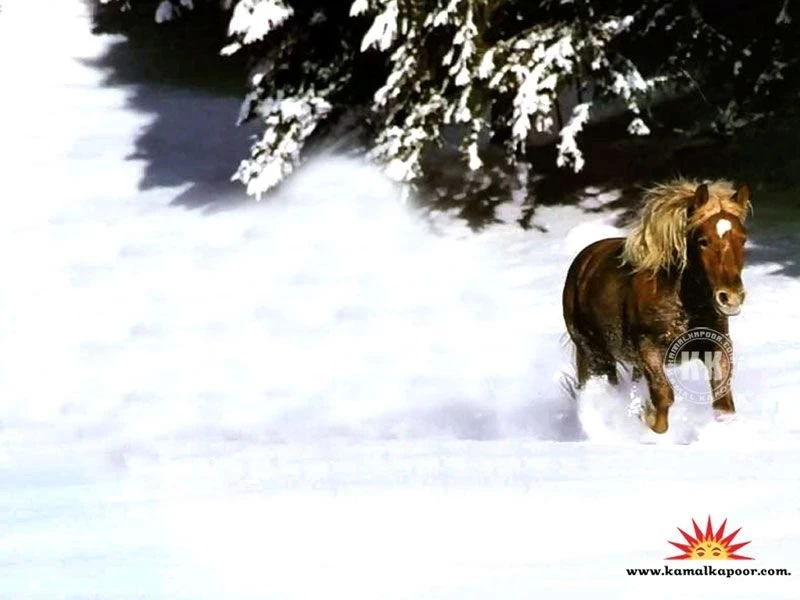 Animal Wallpapers, Posters Of Animal, Free Animal Wallpapers ...