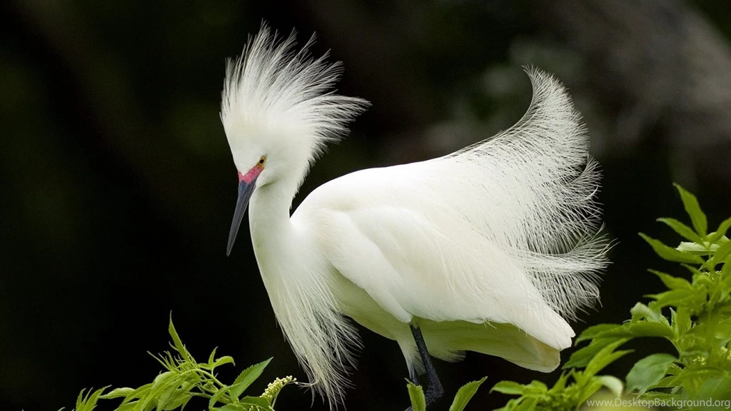 Beautiful Bird Wallpapers HD Free Download