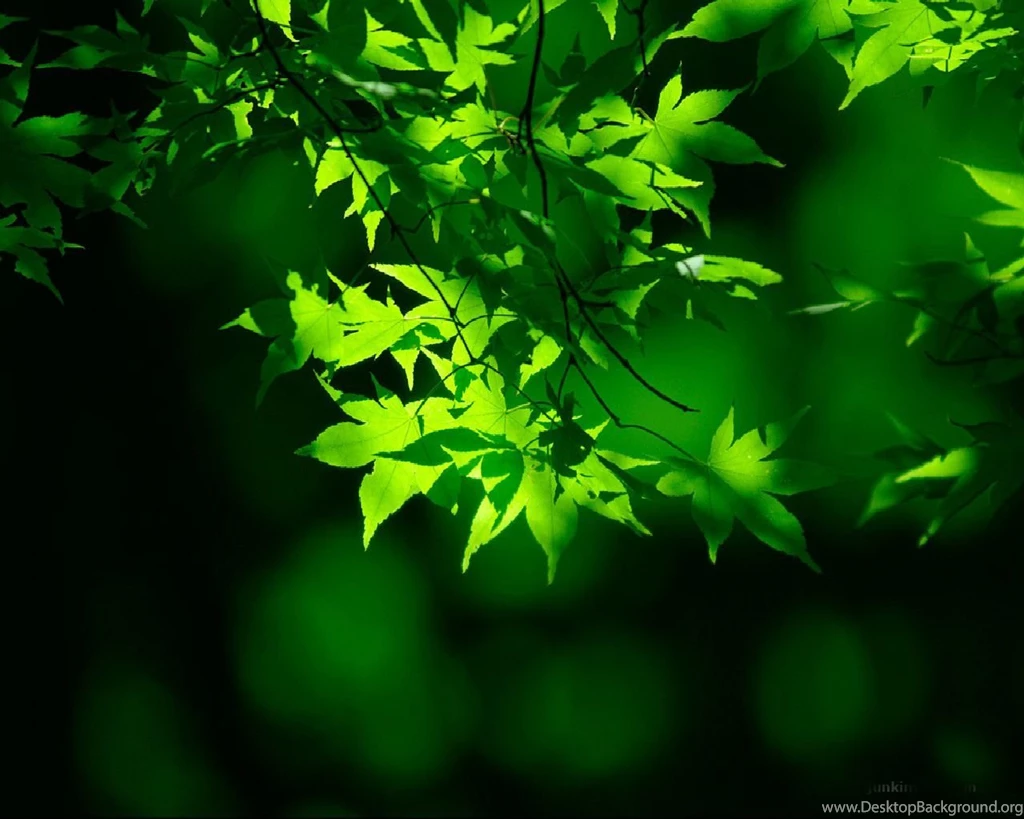 Kinds Of Wallpapers: Natural Green Wallpapers