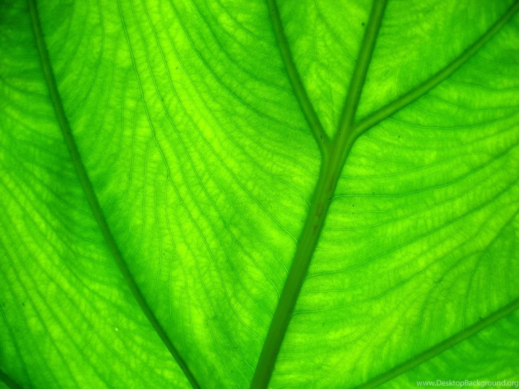 10 Green Leaf HD Wallpapers