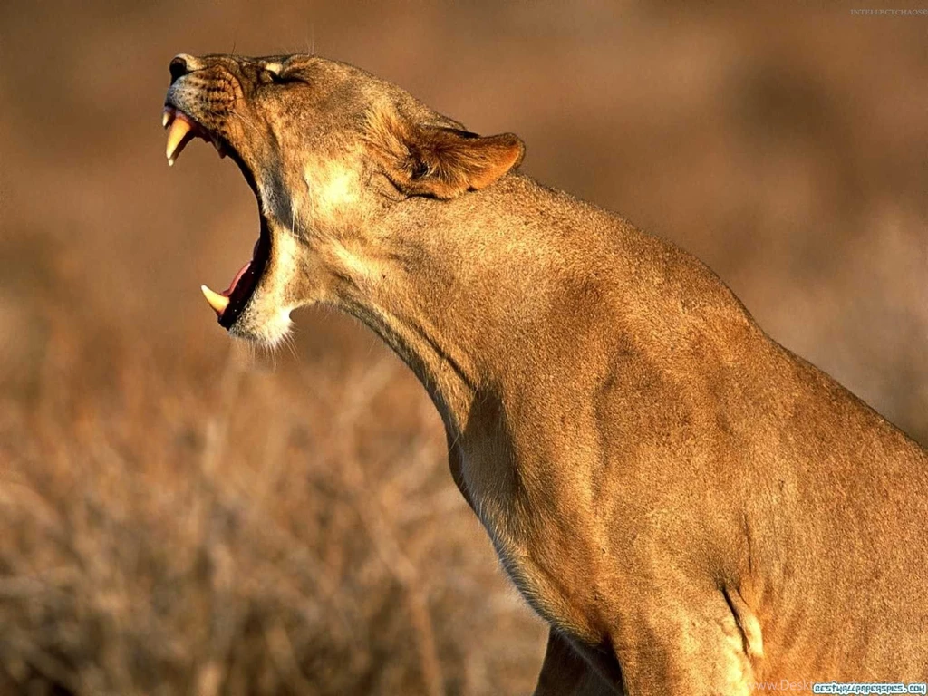 56 Beautiful Animal Wallpapers HD, Desktop, Latest, Stylish ...