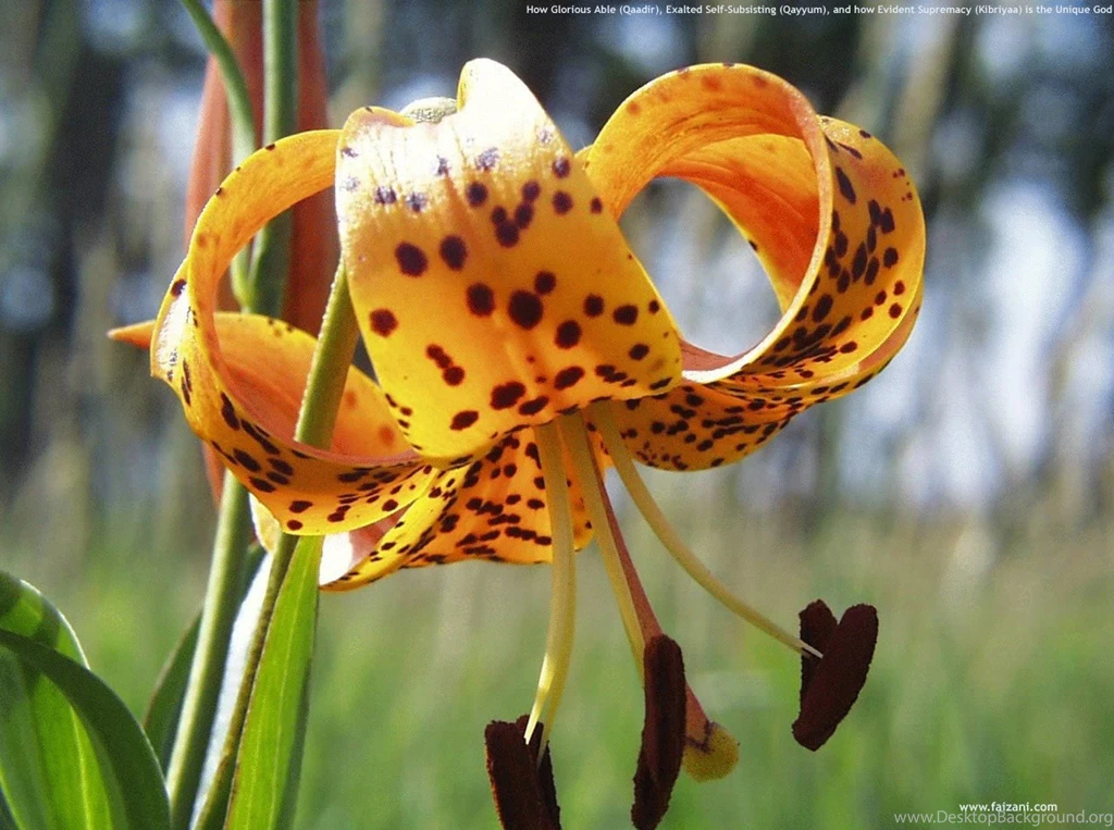 Kinds Of Wallpapers: Natural Flower Wallpapers
