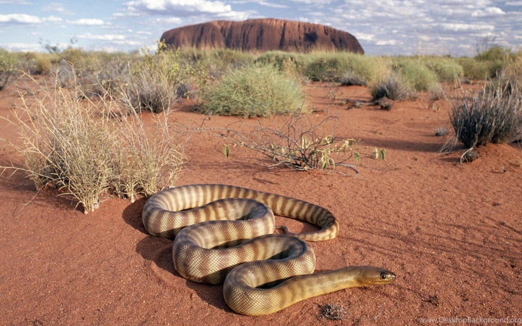 All kinds of snakes pics.jpg