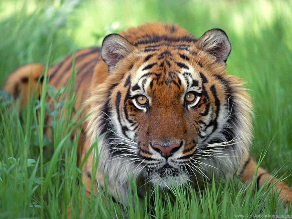 Animal Wall Papers