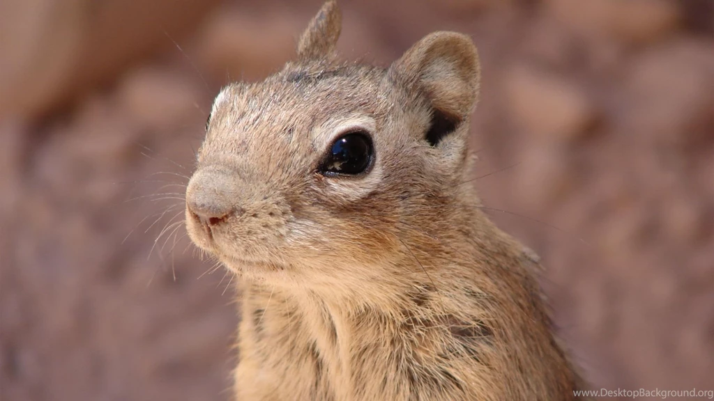 30 Beautiful Animal Of The World HD Wallpapers SET 1   Photo 30 Of ...