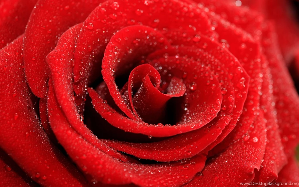 Red Flowers Wallpapers