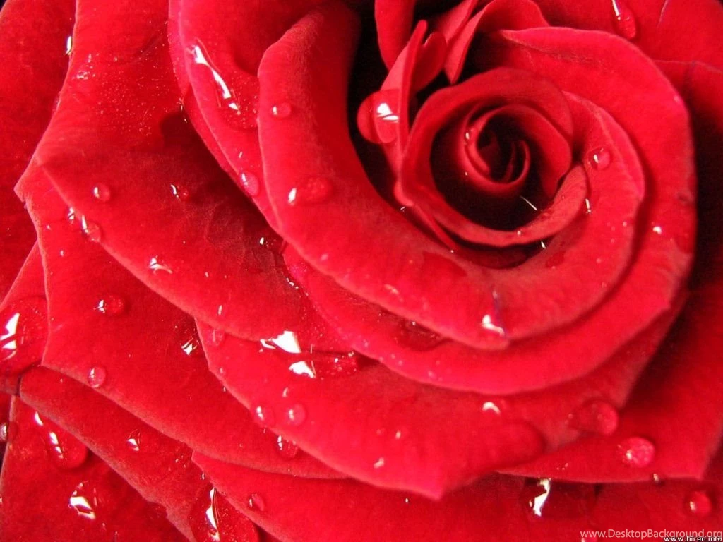Red Rose Wallpapers