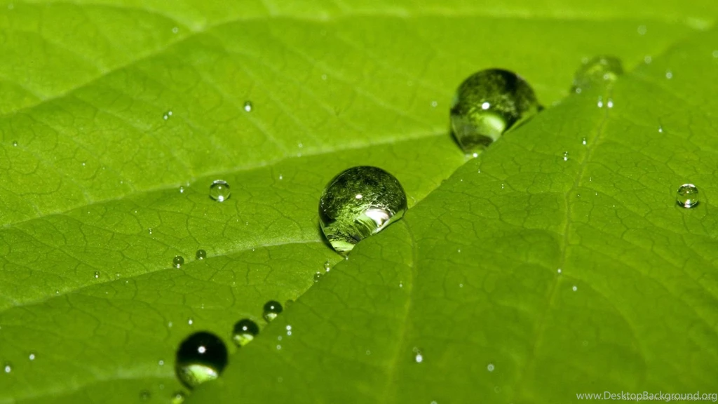 Download 1600x900 Water Drops On The Green Leaf Wallpapers