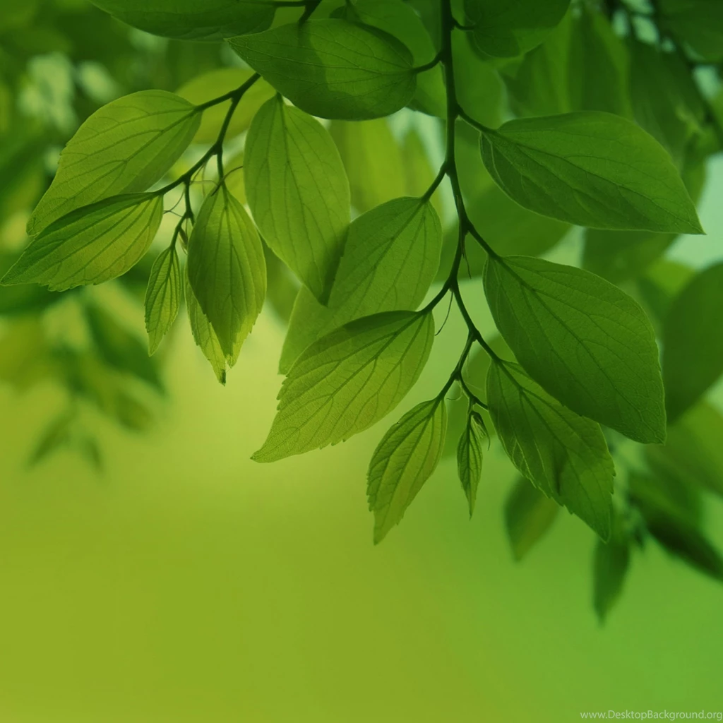 Galaxy Note Pro 12 2 Green leaves Wallpaper.jpg