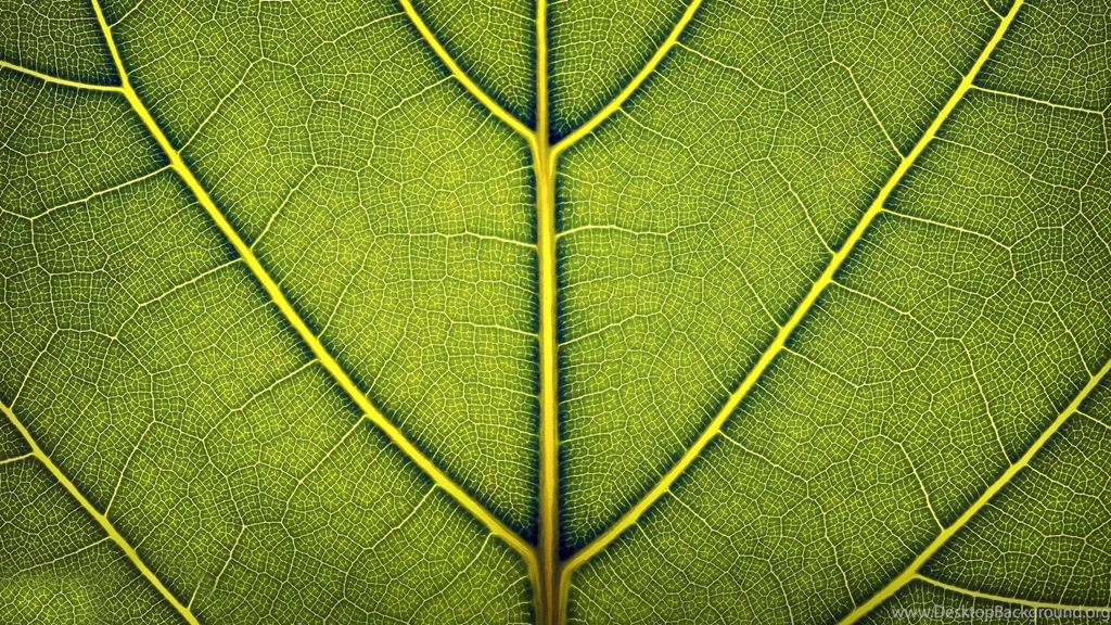 Green Leaf, Digital art, 1920x1080 HD Wallpapers And FREE Stock Photo