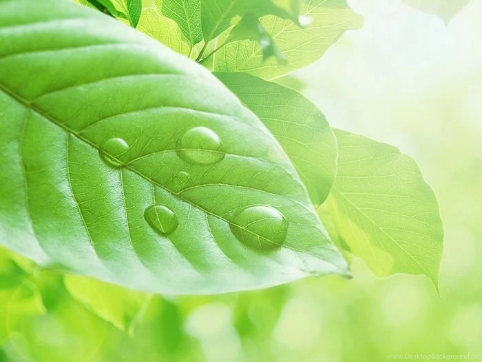Wallpaper: Green Leaves And Water Drops, Lohas And Purity2 ...