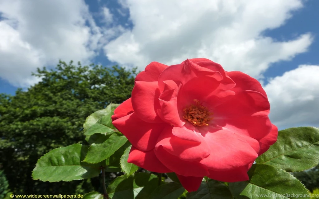 Free Download Nature Wallpapers For Desktop   Wallpapers HD Fine