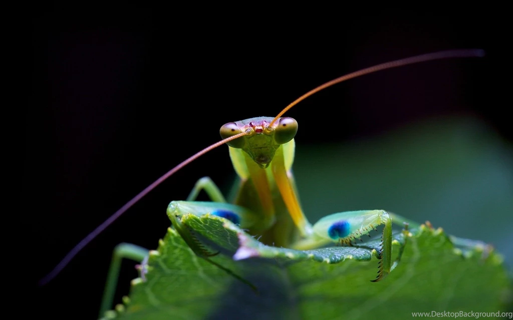 Praying Mantis Desktop Wallpapers 11161 1920x1080 UMad.com