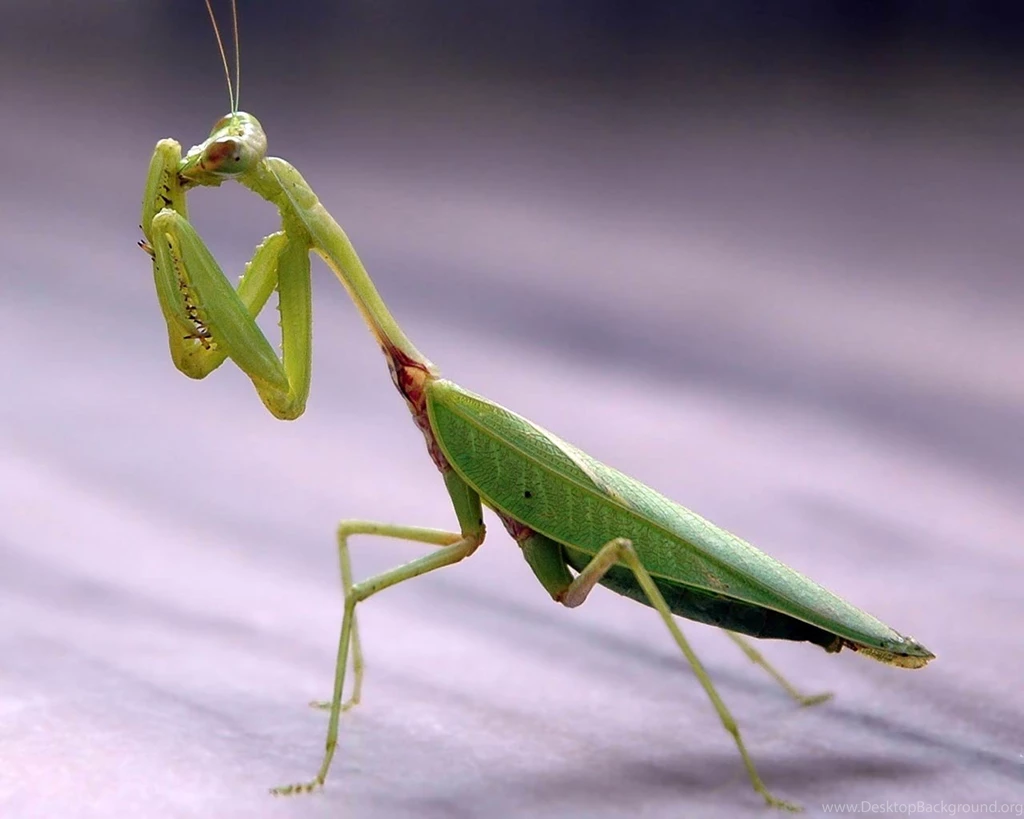 Praying Mantis Wallpapers Animals Town
