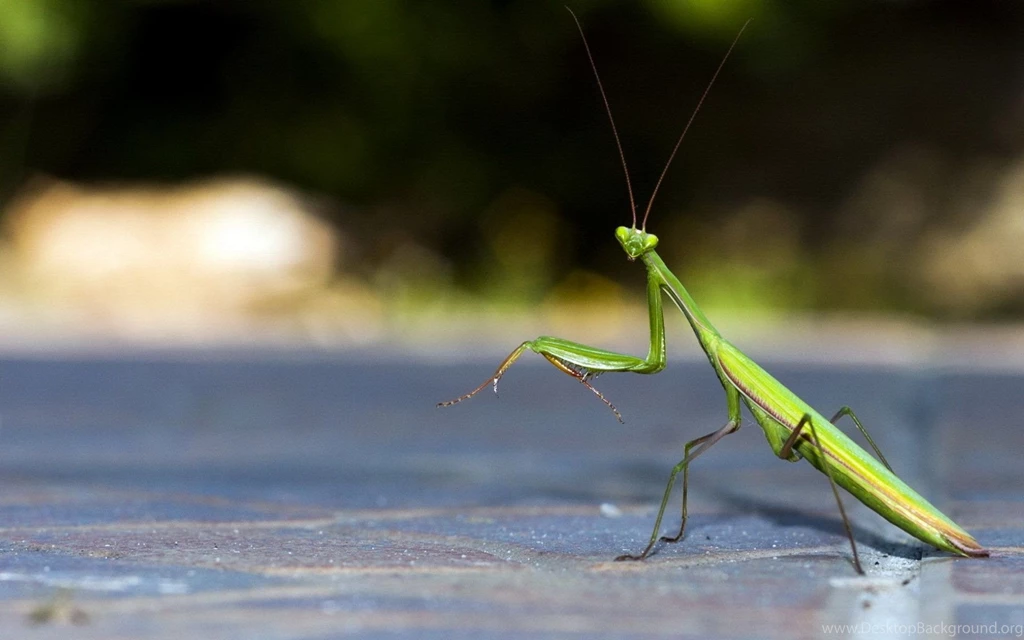 Praying mantis wallpaper 2.jpg