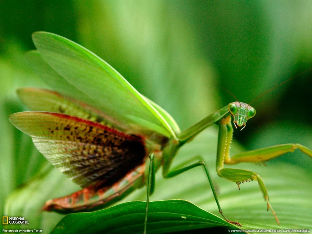 Praying Mantis Photo, Animal Wallpapers – National Geographic Photo ...