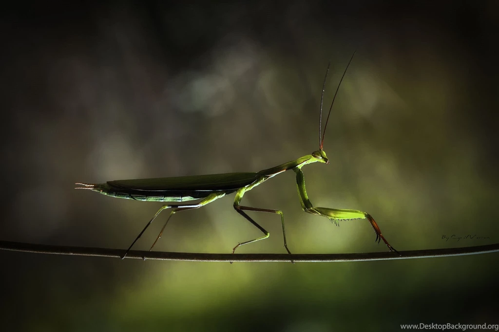 Giant Praying Mantis   Wallpaper.