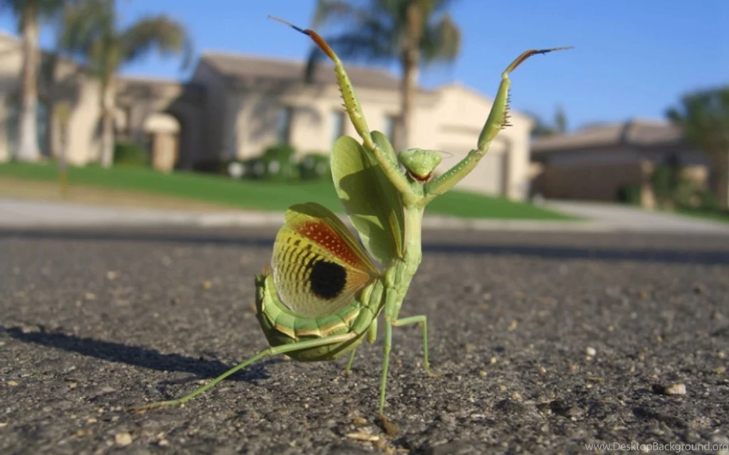 95 Praying Mantis HD Wallpapers