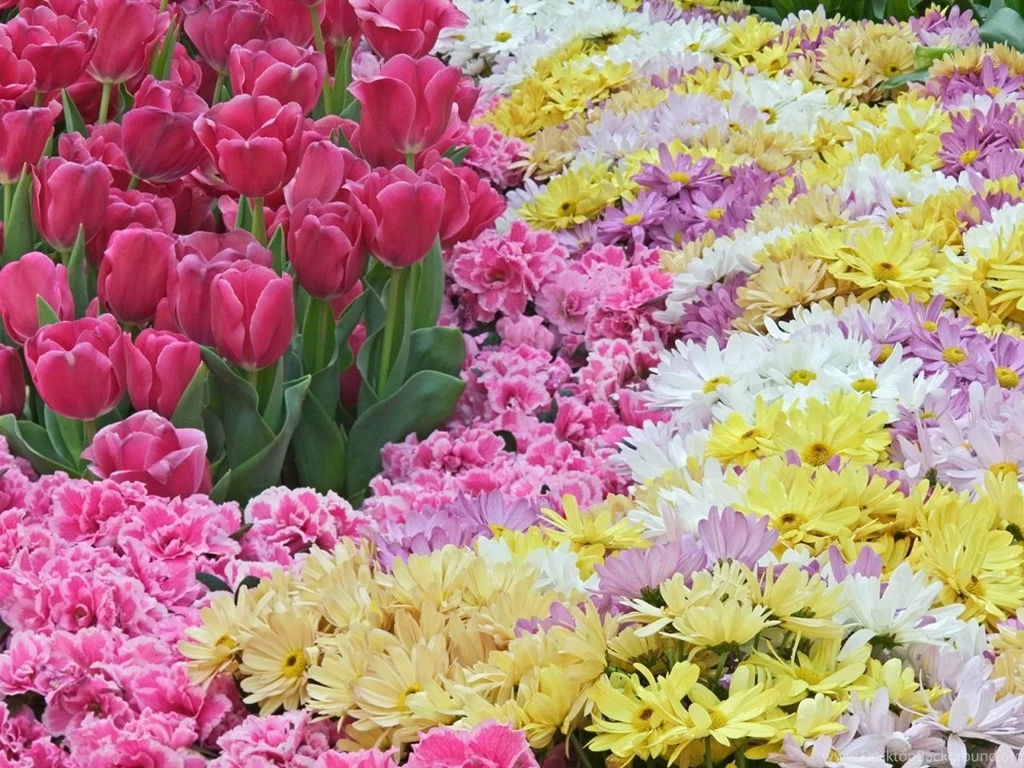 nature flowers wallpapers desktop background