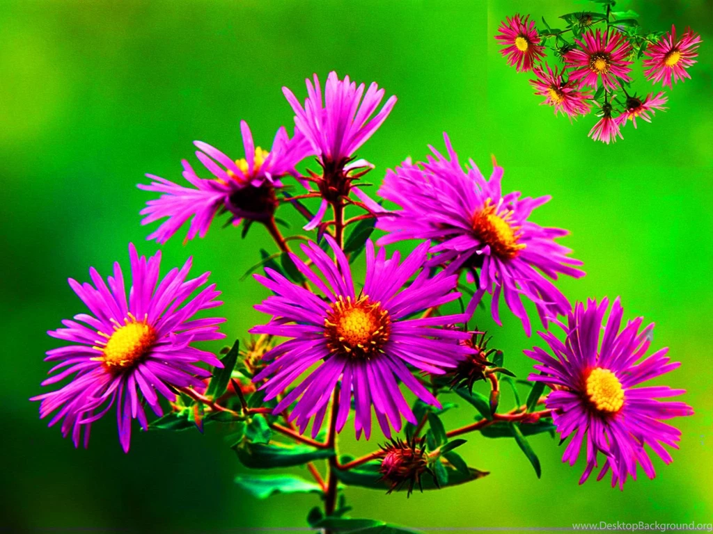 Natural Flowers Wallpapers HD Wallpapers Desktop Wallpapers ...