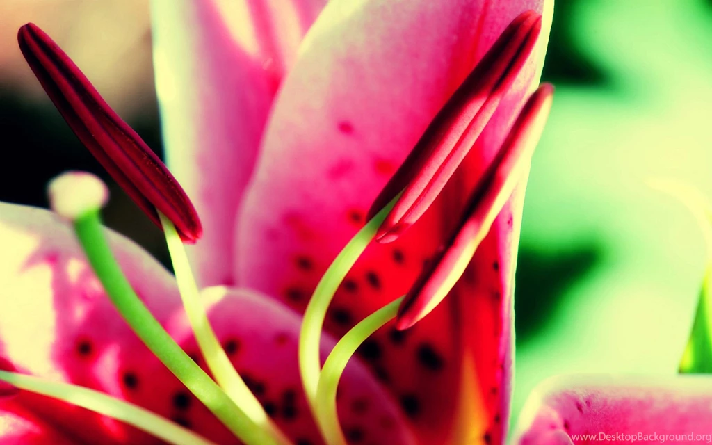Flower Nature Wallpapers