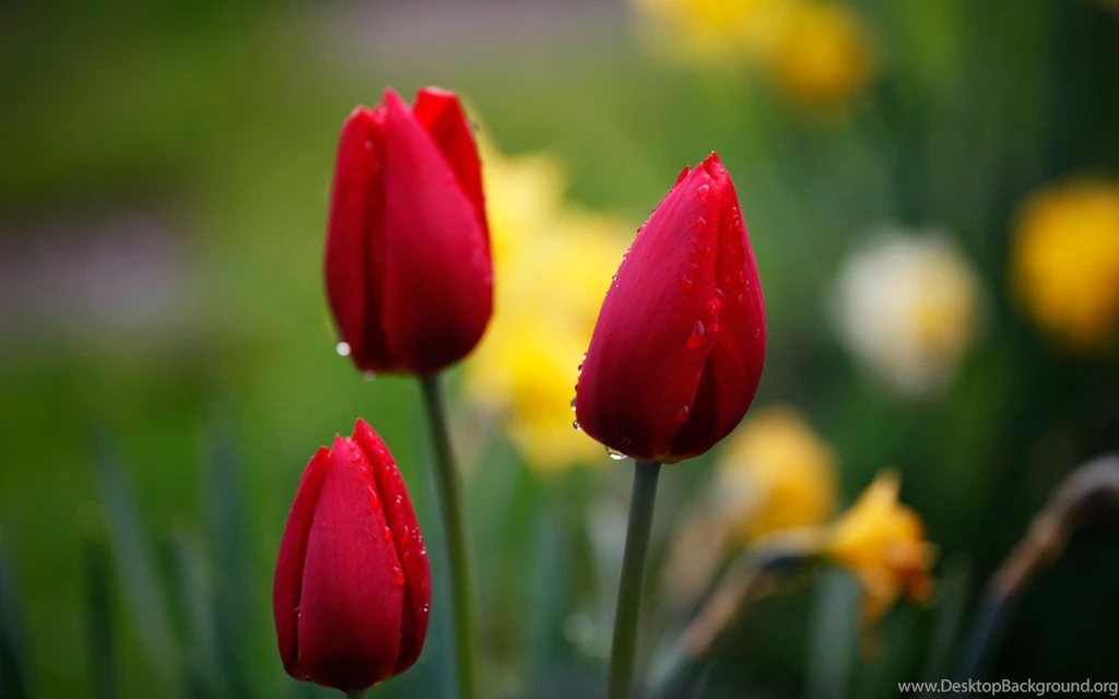 Red Tulip Flowers Images And Wallpapers Download