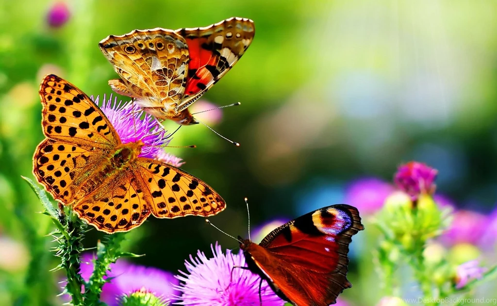 Cute Natural Butterfly Flowers Wallpapers ~ Good Morning Images ...