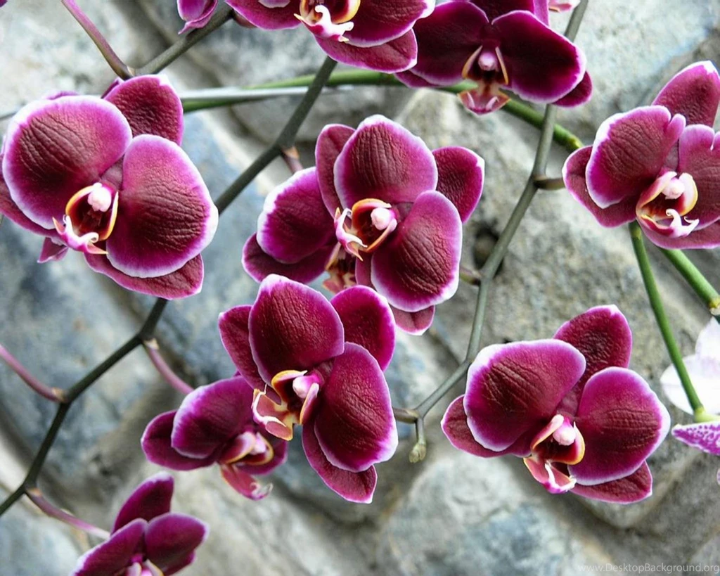 Flowers Archives   Nature Wallpapers HD