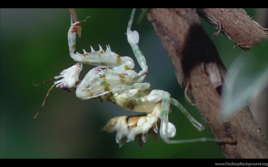 Praying Mantis Wallpapers Collection Praying Mantises Wallpapers ...