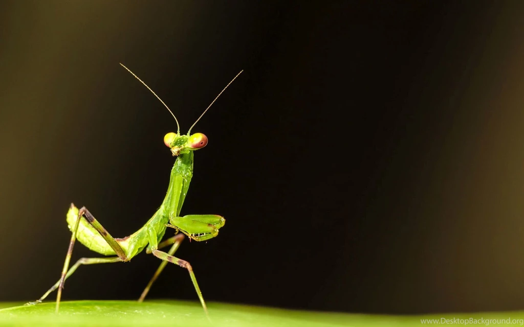 Praying Mantis Wallpapers 11169 1920x1200   UMad.com