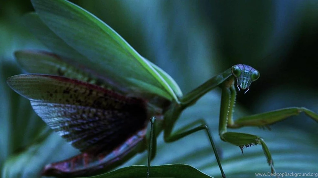 PIERRE THE PRAYING MANTIS WALLPAPER (