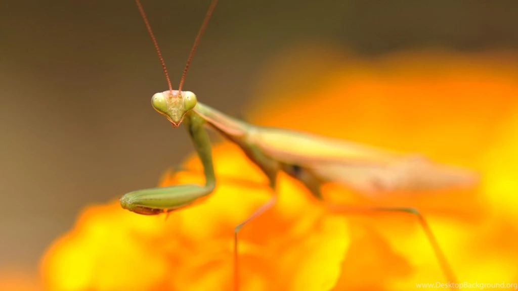 Praying Mantis Desktop Wallpapers 11168 1920x1080 UMad.com