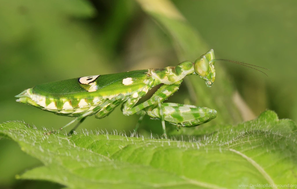 Praying Mantis Computer Wallpapers, Desktop Backgrounds ...