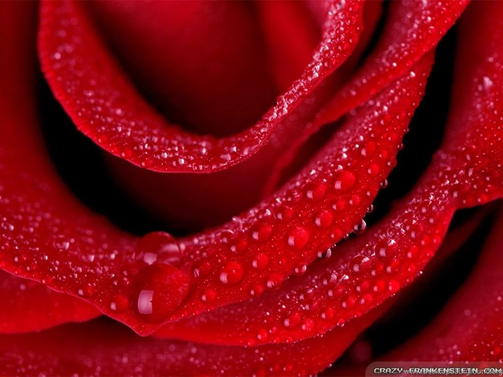 Love Flowers Wallpapers   Crazy Frankenstein