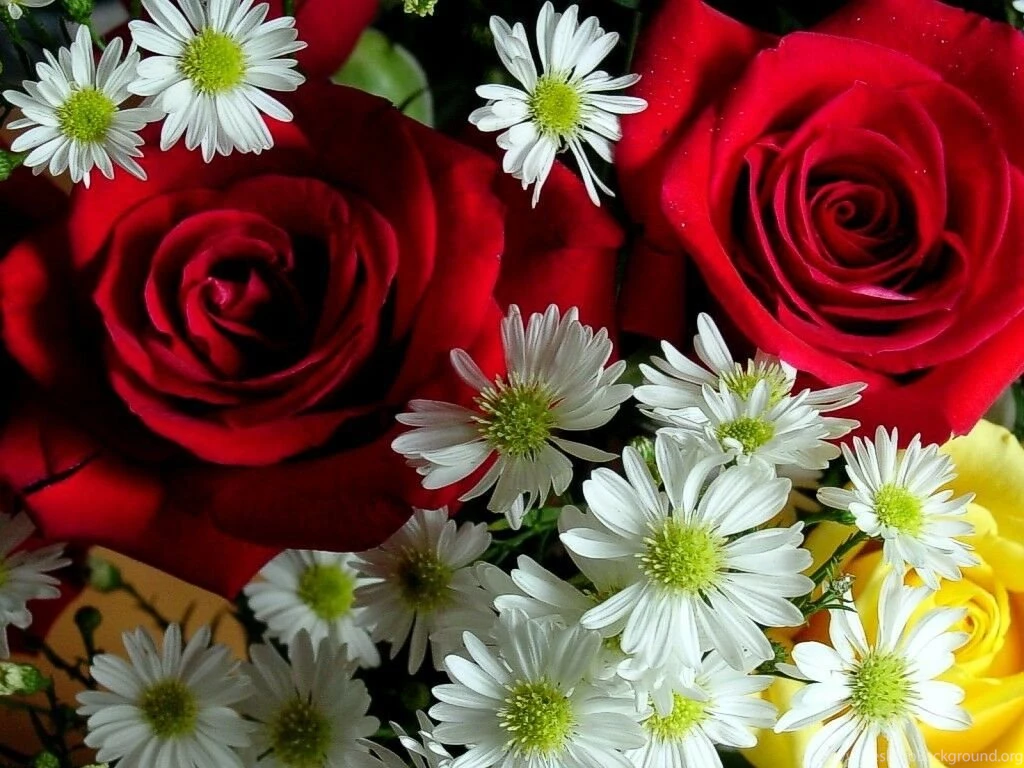 NATURE FLOWERS WALLPAPERS