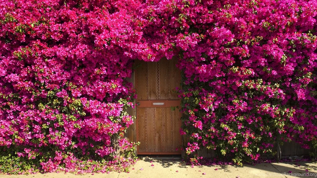 Natural Flowers Wallpapers