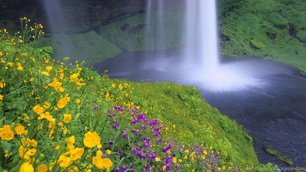 Natural Flowers Wallpapers