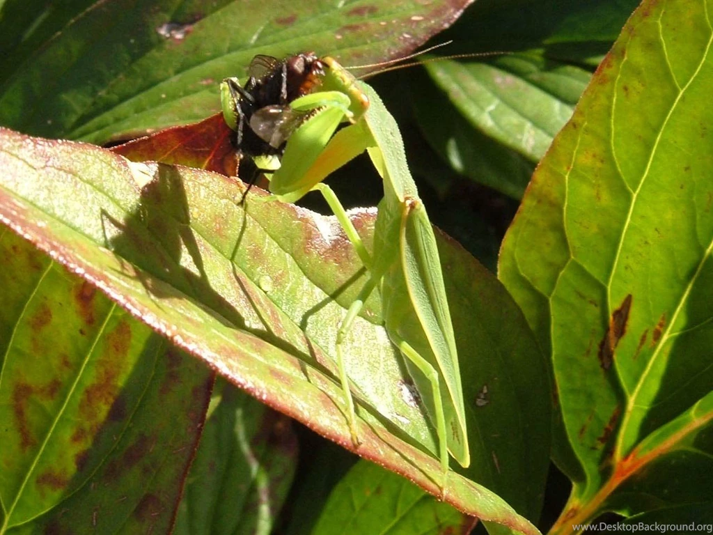 Praying Mantis Wallpapers Animals Town
