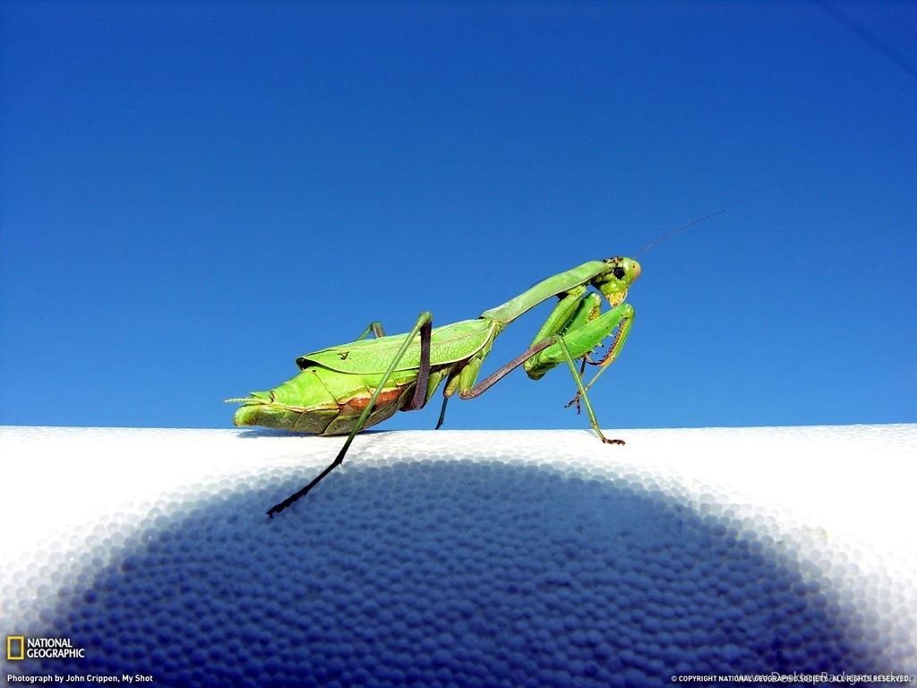Praying Mantis Photo, Animals Wallpapers – National Geographic ...