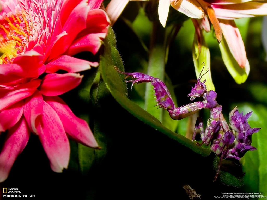 29141_1600x1200 wallpaper cb1290198480.jpg