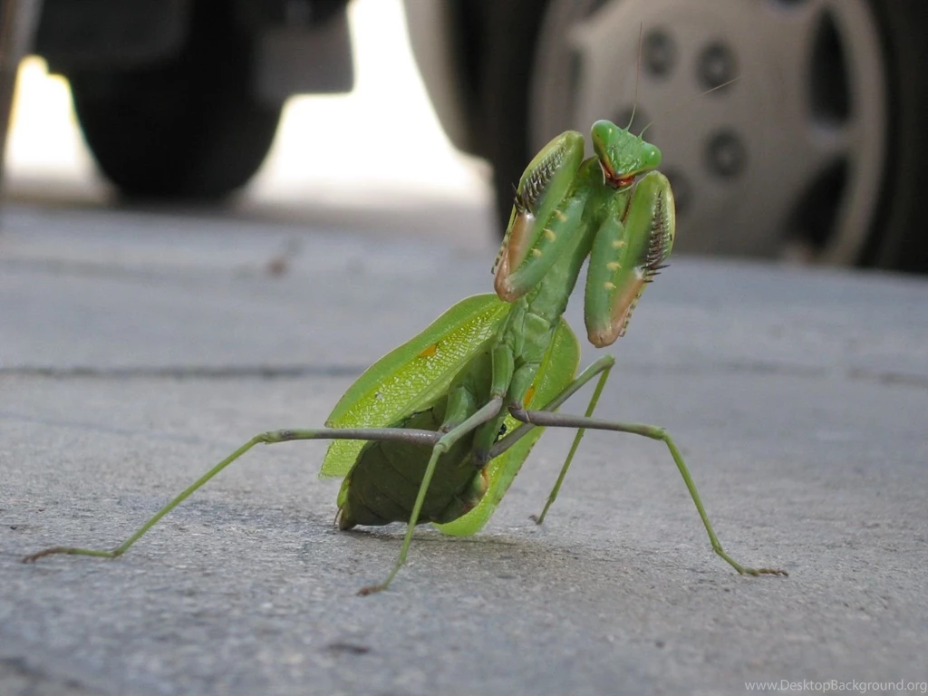 Praying Mantis Computer Wallpapers, Desktop Backgrounds ...