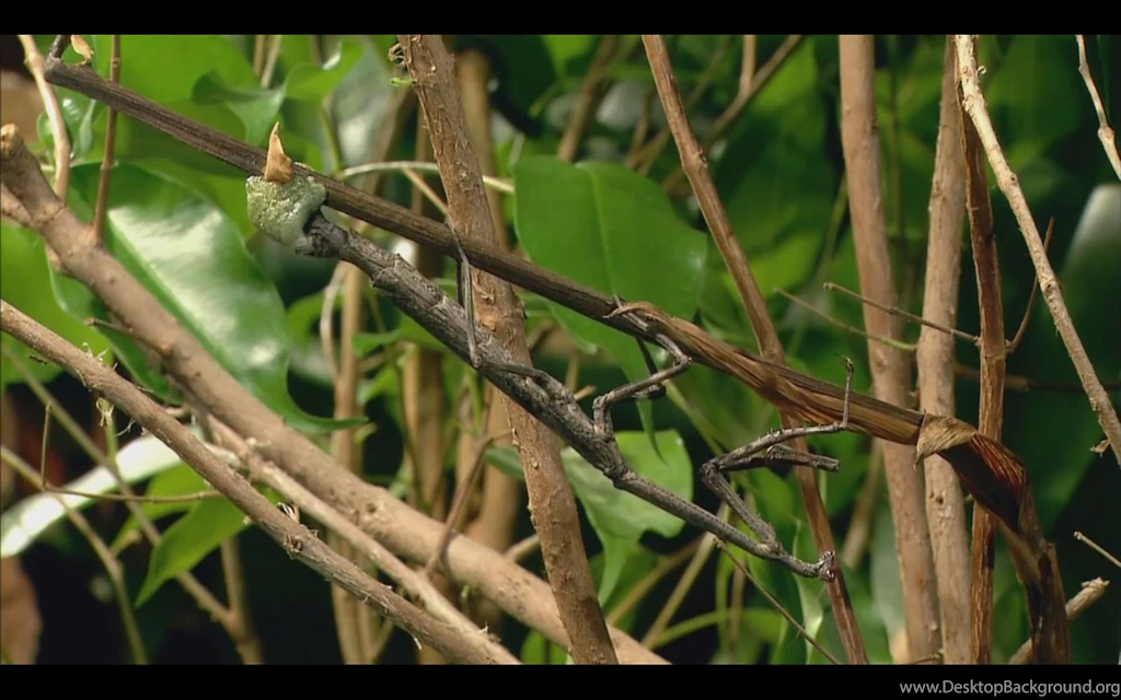 Praying Mantis Wallpapers Collection   Praying Mantises Wallpapers ...