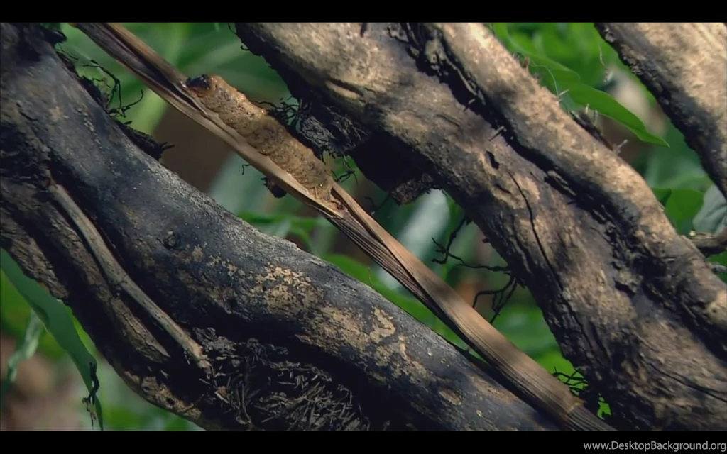 Praying Mantis Wallpapers Collection   Praying Mantises Wallpapers ...