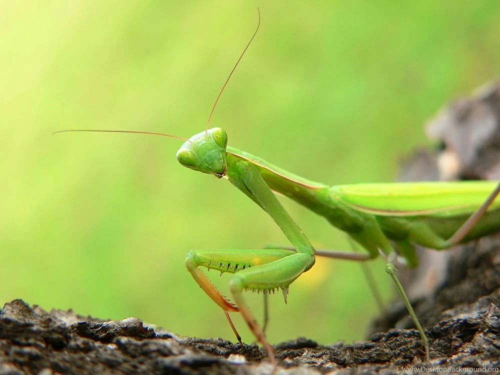 Giant Praying Mantis Wallpaper. 