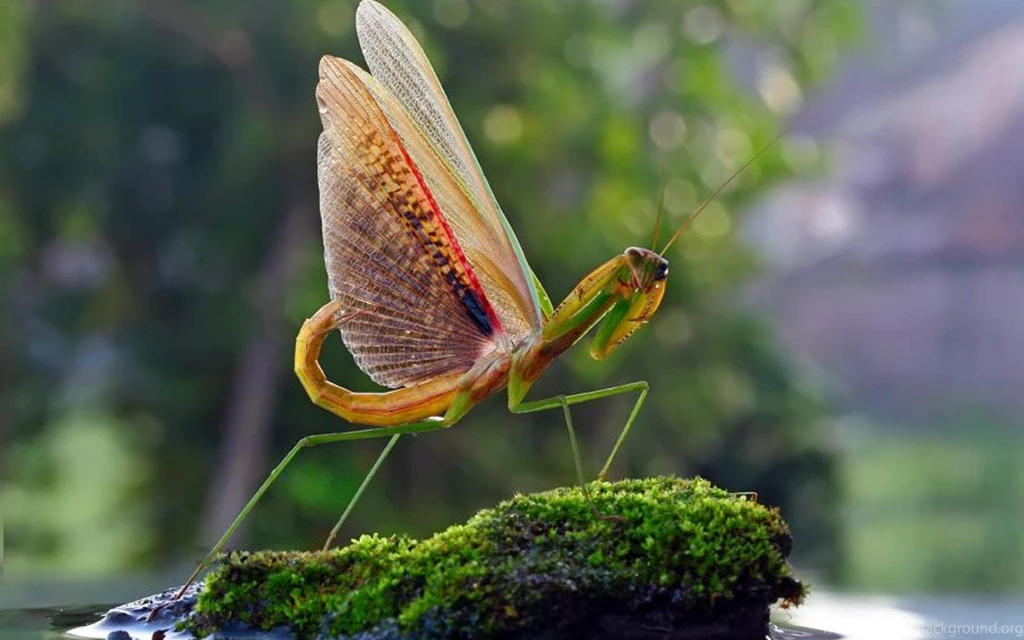 LIKE A DINO WALLPAPER   (