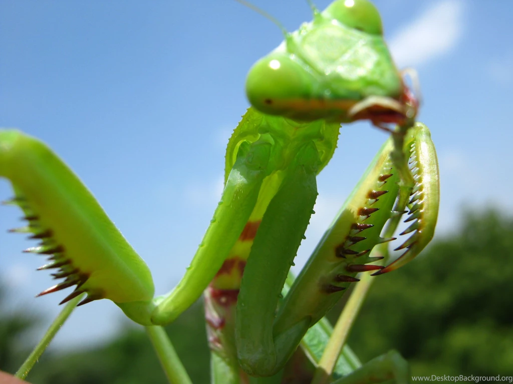 File:A Praying Mantis.JPG   Wikimedia Commons