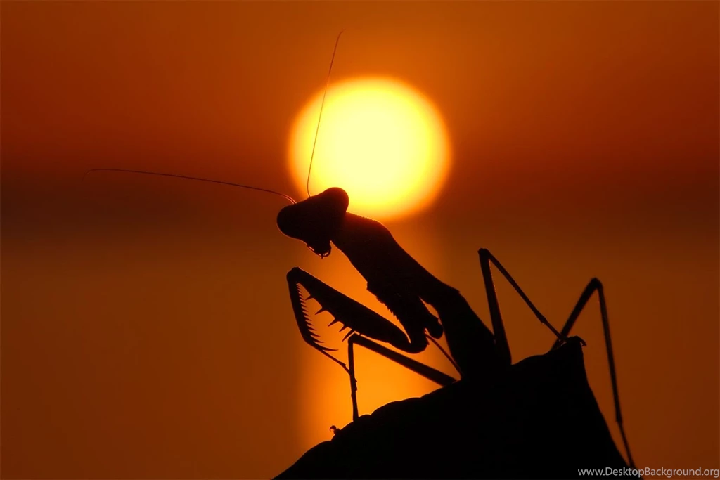 Download Praying Mantis Wallpapers 1920x1200