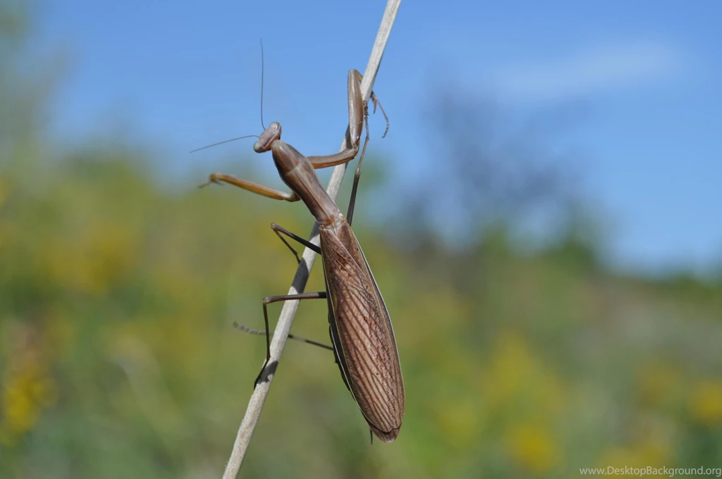 PRAYING MANTIS WALLPAPER   (